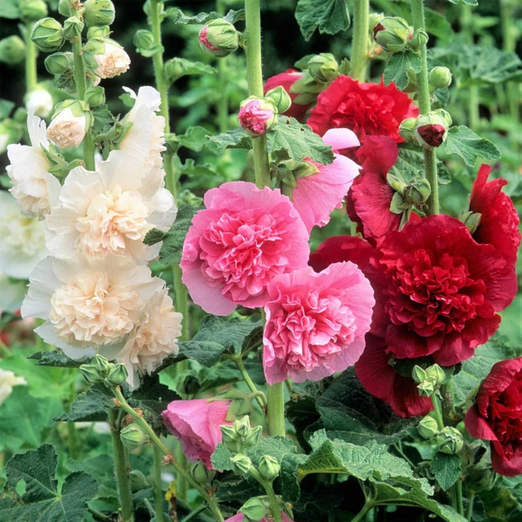 Heirloom Hollyhock Carnival Flower Seeds, Non-GMO Tall Colorful Blooms for Cottage Garden Planting for planting in home garden